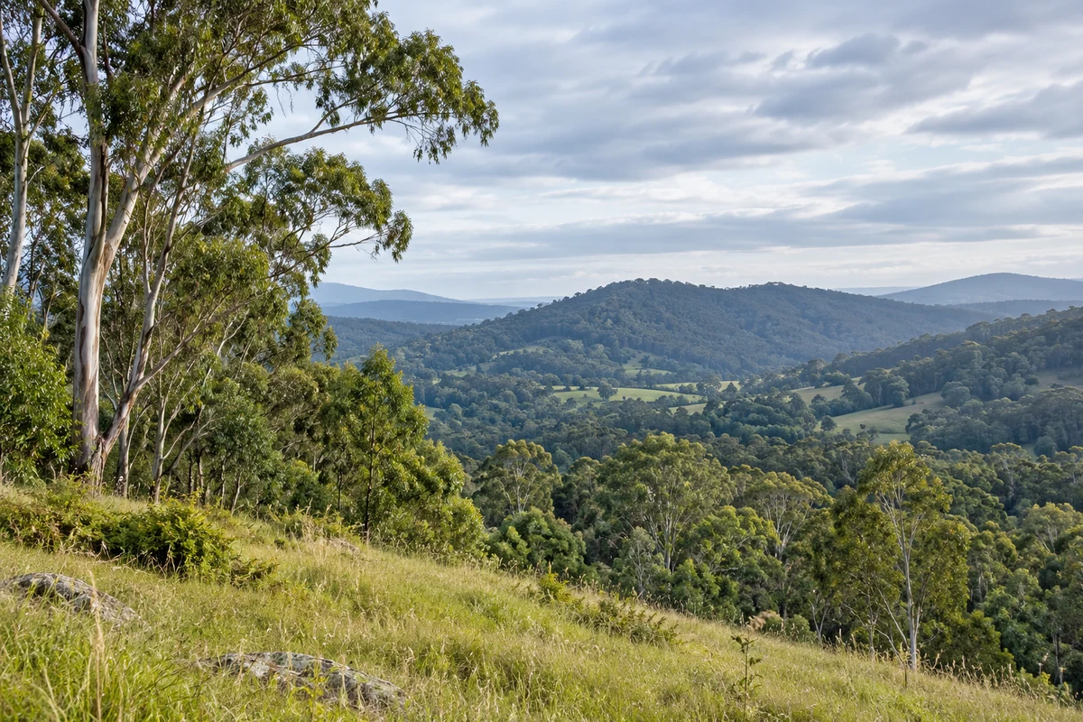 Eucalyptus forest near Melbourne’s eastern fringe Eucalyptus forest near Melbourne’s eastern fringe