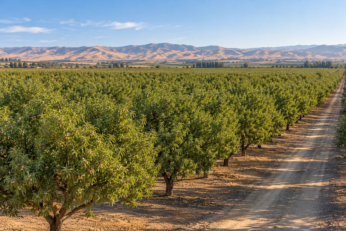 Almond orchards in California’s Central Valley Almond orchards in California’s Central Valley